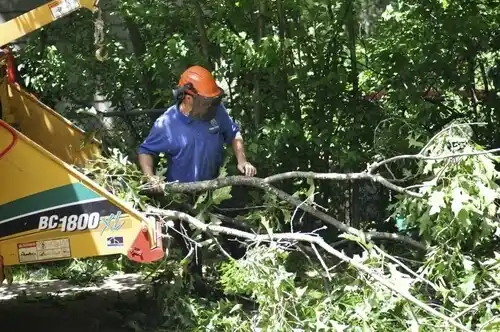 tree services South Blooming Grove